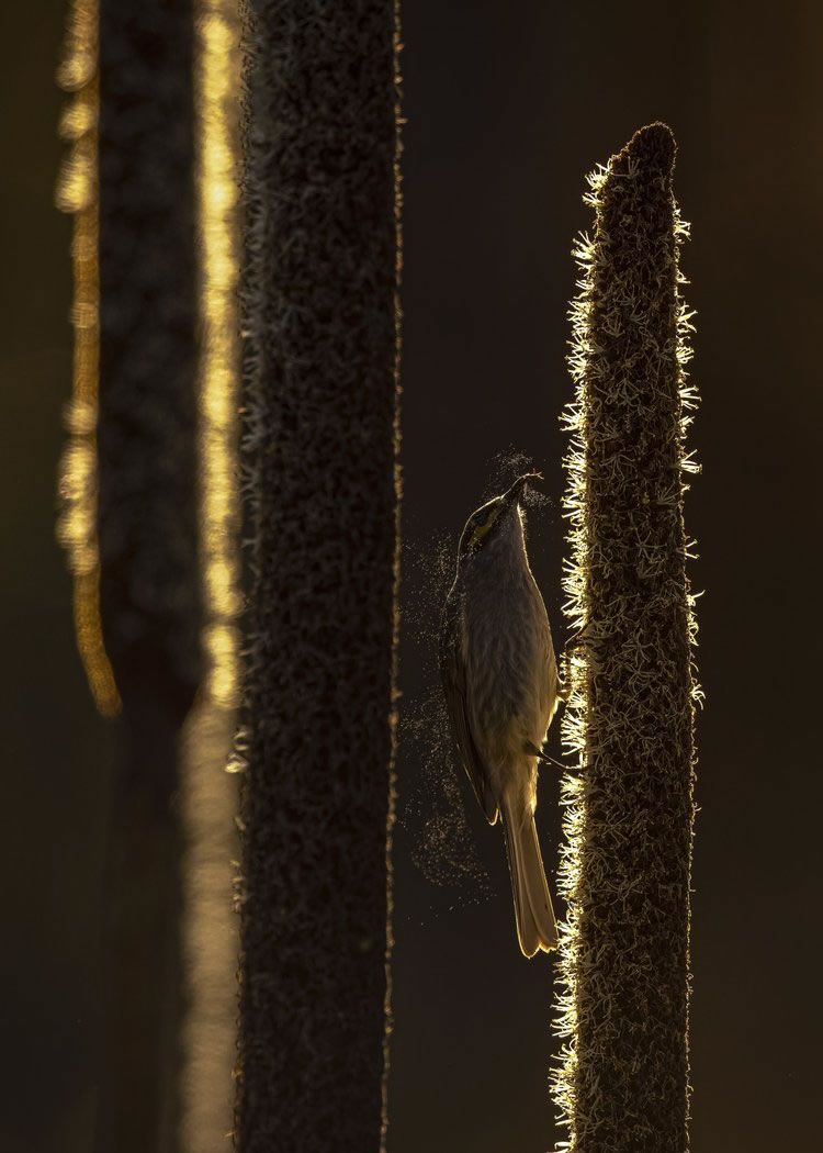 Birdlifefe Australia Photography Awards 2023 08