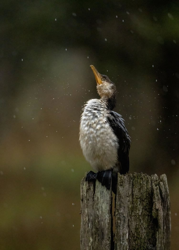 Birdlifefe Australia Photography Awards 2023 09