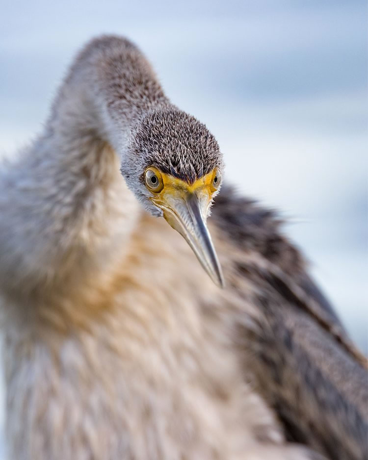 Birdlifefe Australia Photography Awards 2023 10