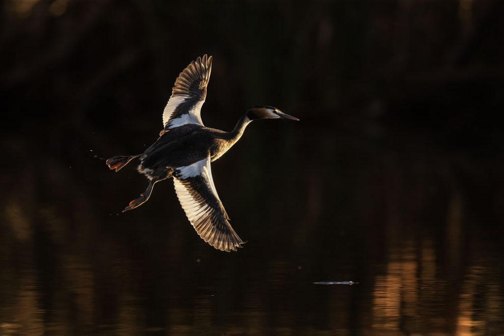 Birdlifefe Australia Photography Awards 2023 11