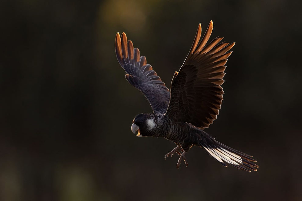 Birdlifefe Australia Photography Awards 2023 12