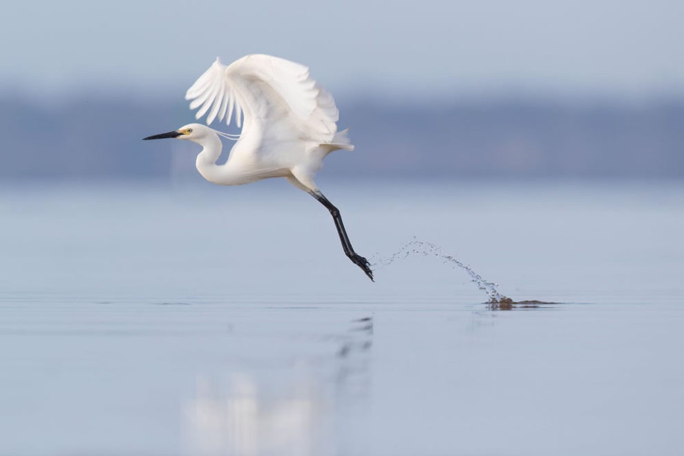 Birdlifefe Australia Photography Awards 2023 16