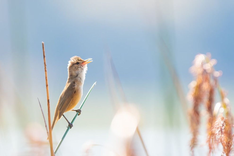 Birdlifefe Australia Photography Awards 2023 18