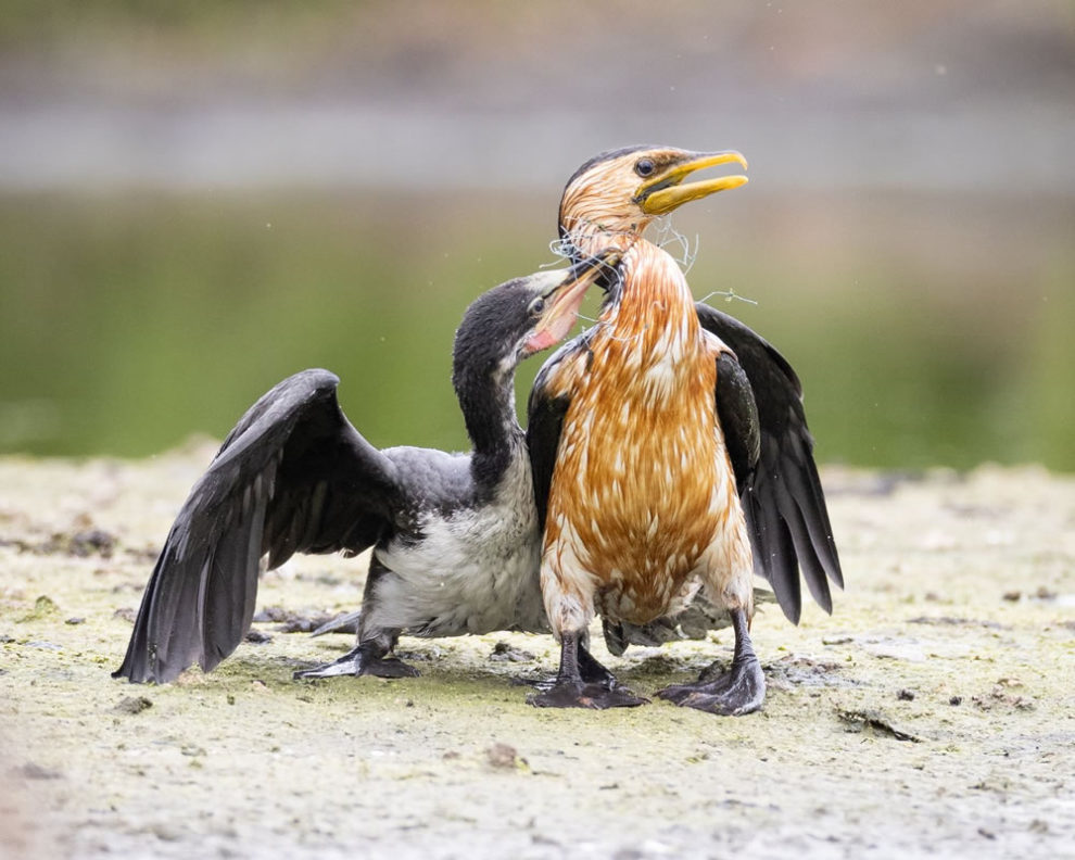 Birdlifefe Australia Photography Awards 2023 19