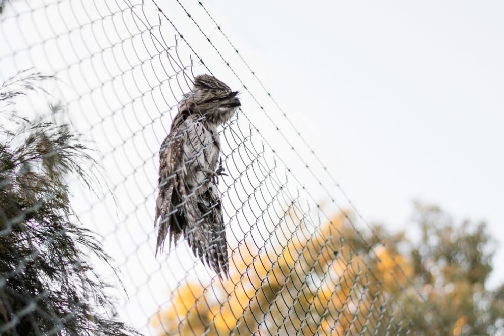 Birdlifefe Australia Photography Awards 2023 20