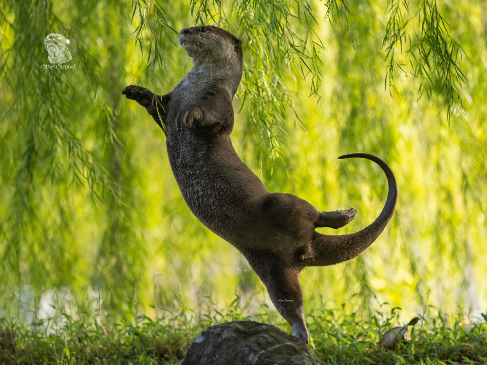 Spectacular Winning Photos Of Comedy Wildlife Photography Awards 2023