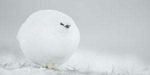 Comedy Wildlife Photography Awards Winners 14