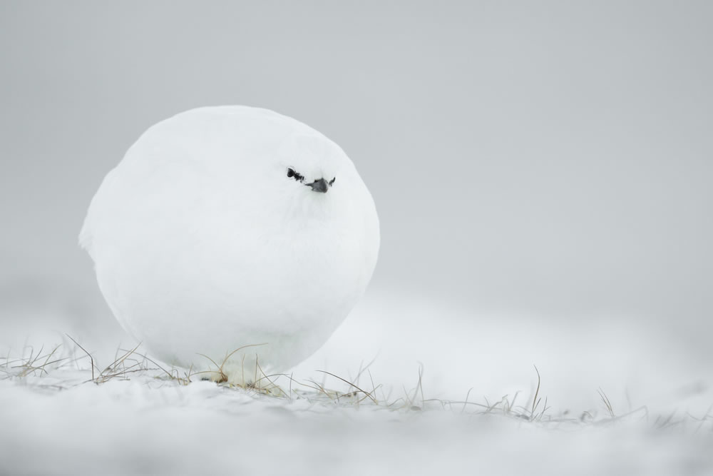 Spectacular Winning Photos Of Comedy Wildlife Photography Awards 2023 - Vimarsana News