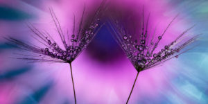Garden Photographer Of The Year Winners 08