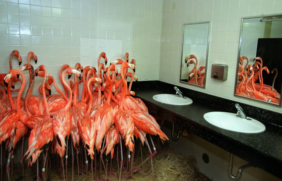 Hurricane Andrew Flamingos 1 