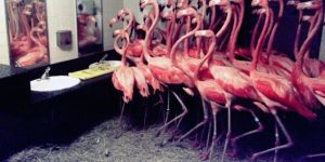 Hurricane Andrew Flamingos 2 