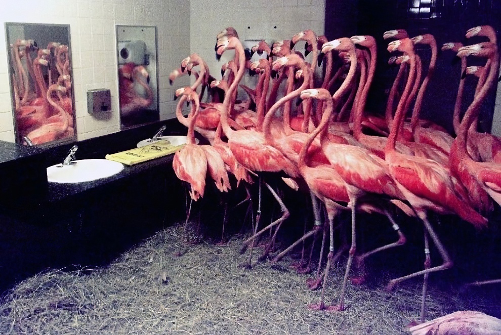 Hurricane Andrew Flamingos 2 