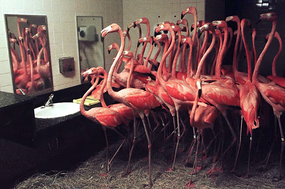 Hurricane Andrew Flamingos 3 