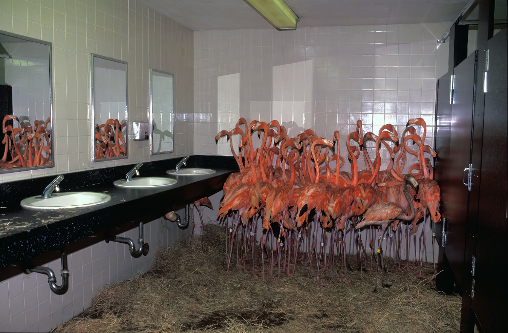 Hurricane Andrew Flamingos 4 