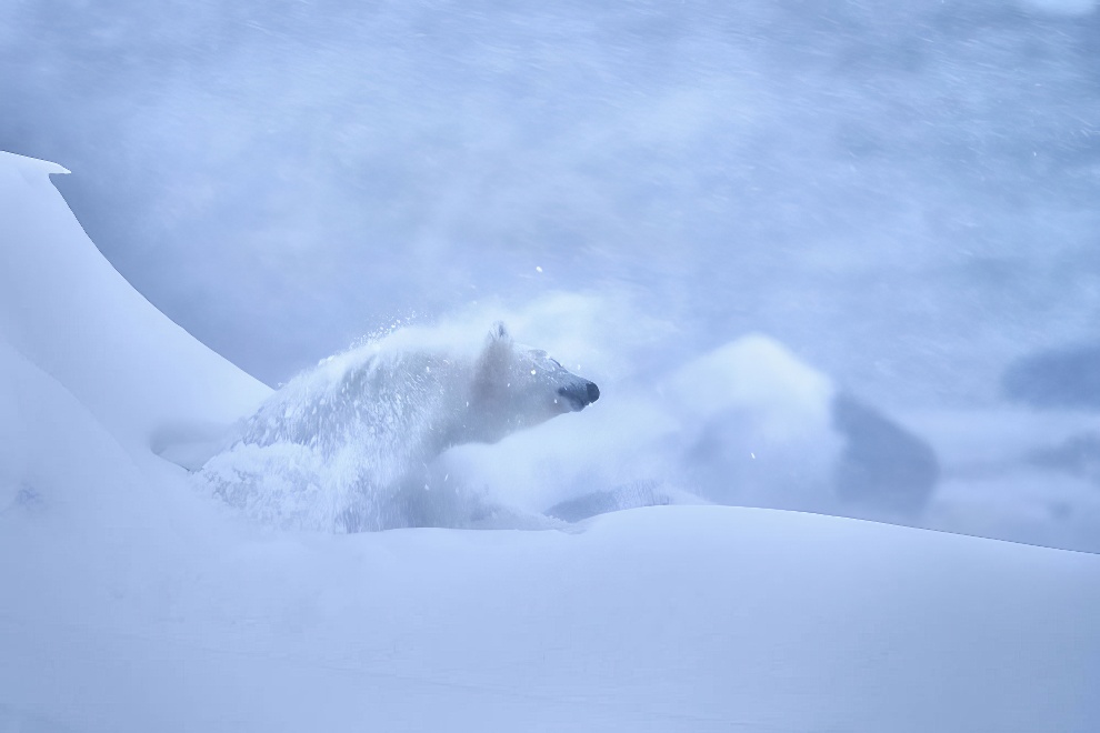 Nature Photographer Of The Year Awards Winners 04 