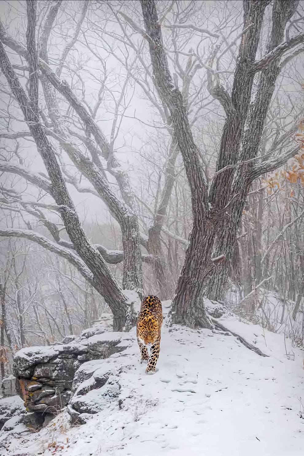 Nature Photographer Of The Year Awards Winners 05 