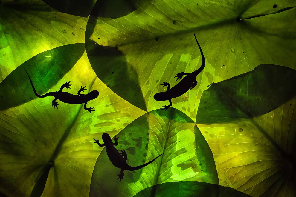 Nature Photographer Of The Year Awards Winners 24 