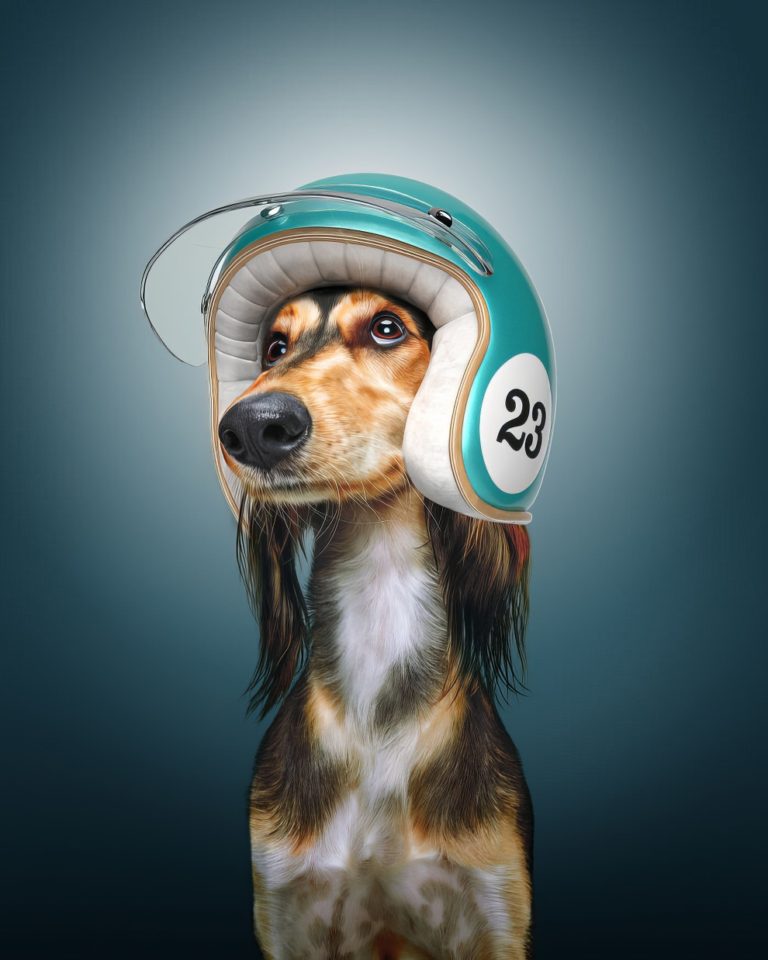 “Fast & Curious”: Adorable Images Of Four-Legged Friends Who Are The ...