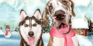 I Transformed Photos Into Artwork With Digital Backgrounds To Support A Local Rescue 657b1259682ae 880 
