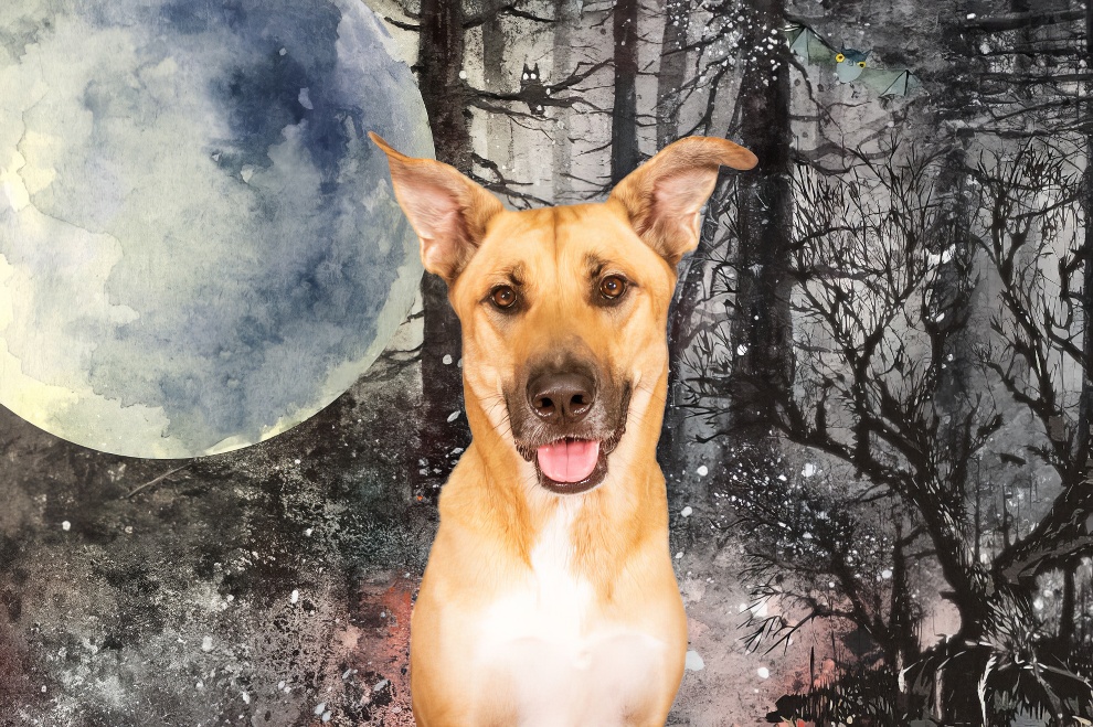 I Transformed Photos Into Artwork With Digital Backgrounds To Support A Local Rescue 657b12a93aa1d 880 