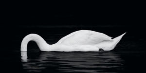 Rspca Young Photographer Awards 15