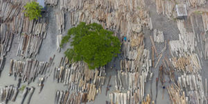 Earth Org Photography Awards 04