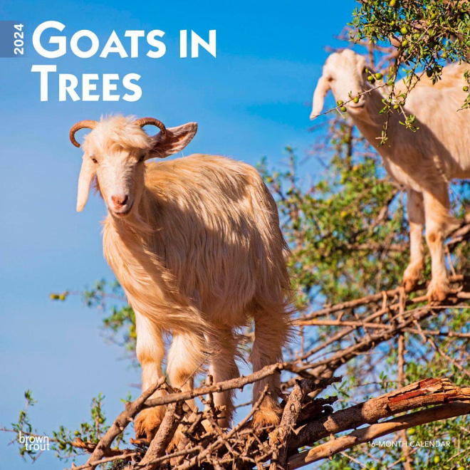 Goats In Trees1