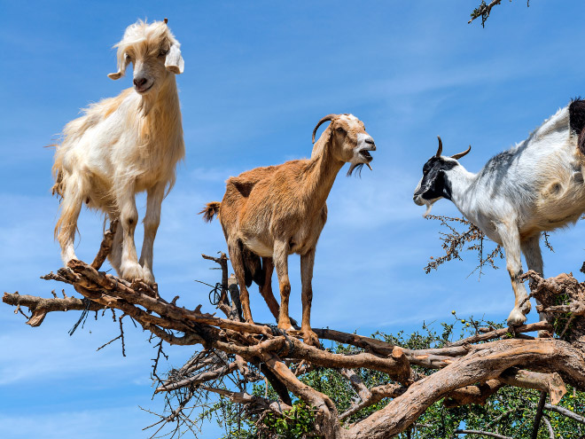 Goats In Trees11