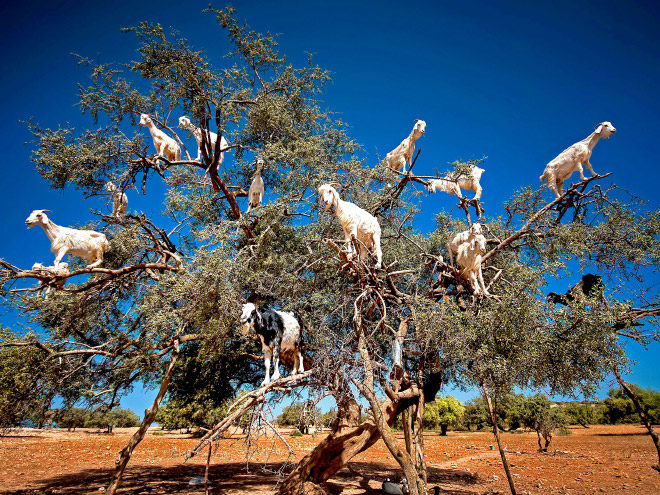 Goats In Trees12