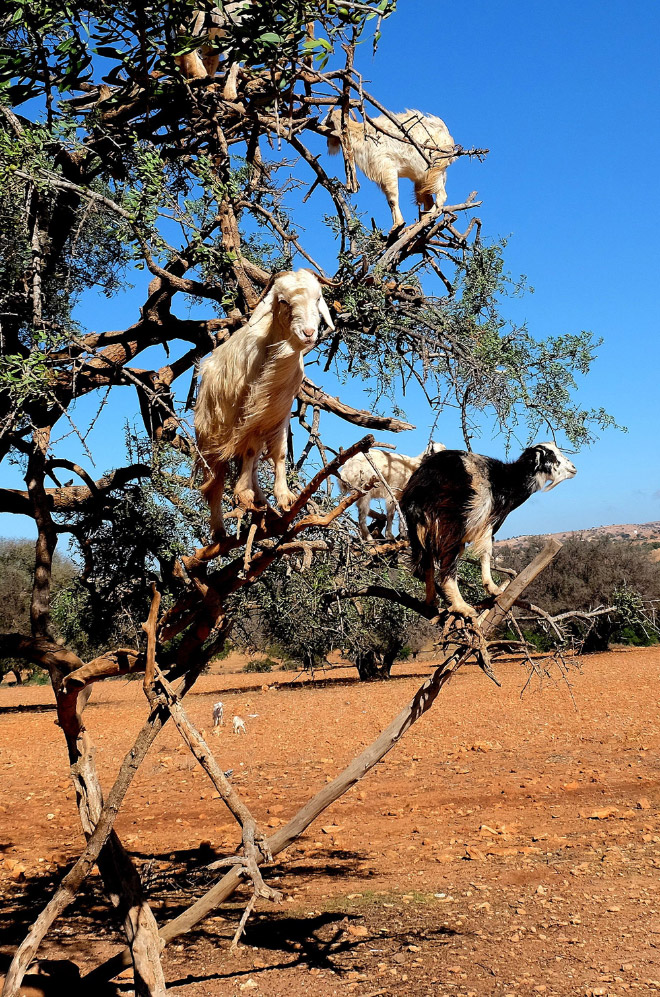 Goats In Trees13