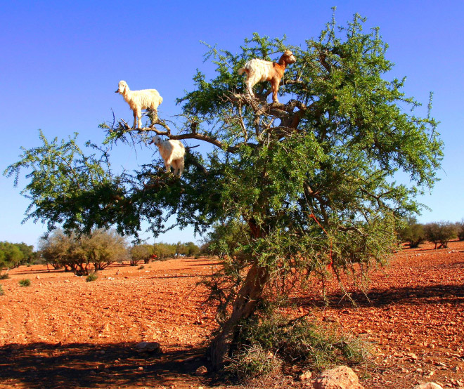 Goats In Trees14
