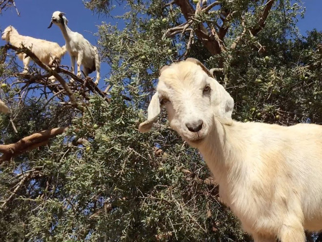 Goats In Trees15