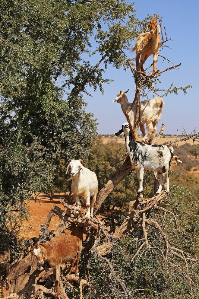 Goats In Trees2
