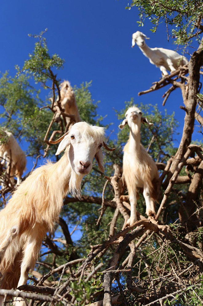 Goats In Trees3