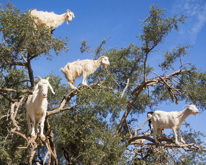 Goats In Trees4