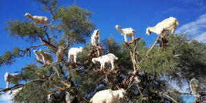 Goats In Trees5