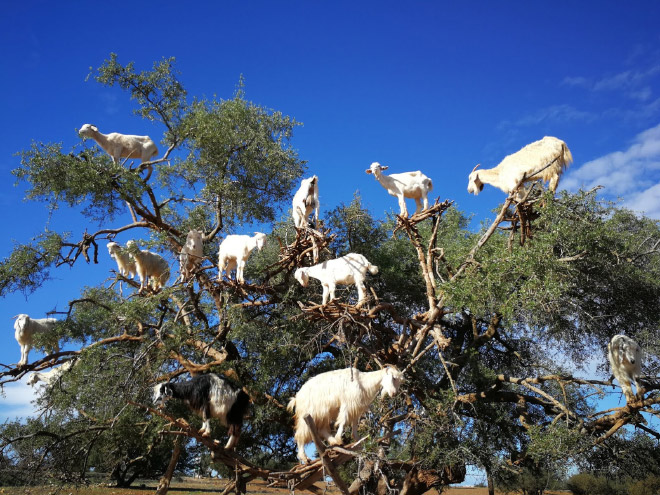 Goats In Trees5