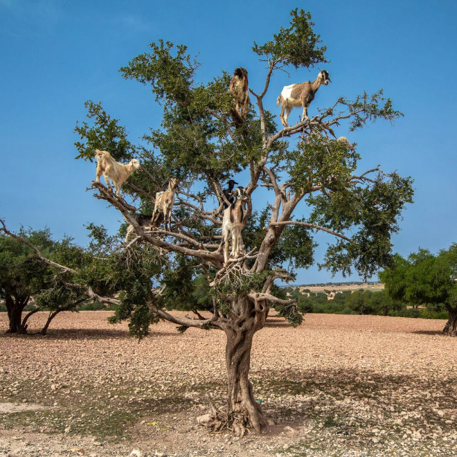 Goats In Trees6