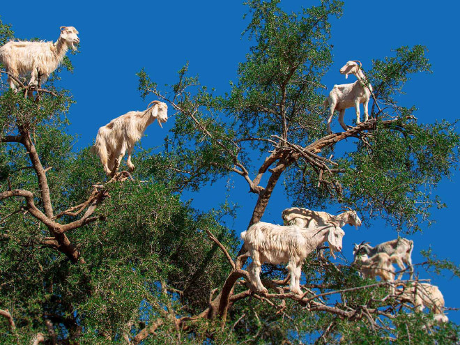 Goats In Trees7