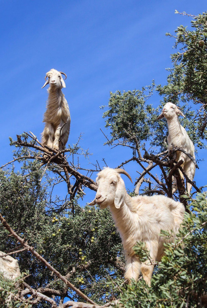 Goats In Trees8