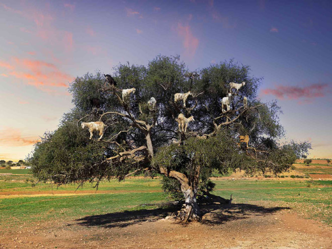 Goats In Trees9