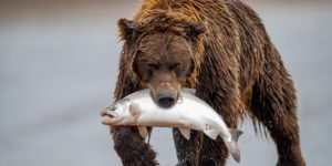 Nature Best Photography Wildlife Awards 04
