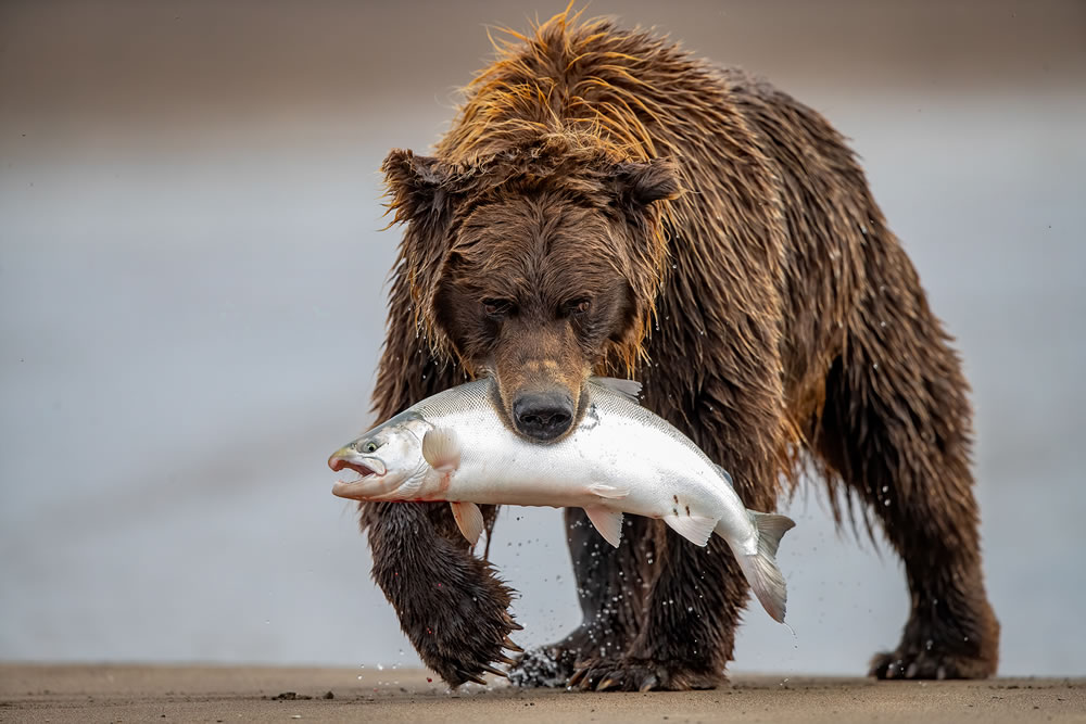 Beautiful Wildlife Winning Photos From The NBP International Awards 2023 - Vimarsana News