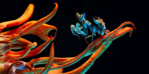 Wildlife Amateur Photography Awards 03