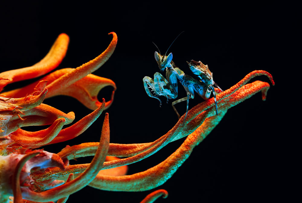 Amateur Wildlife-Winning Photographs From The Fine Art Photography Awards - Vimarsana News