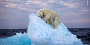 Wildlife Photographer People Choice Awards 11
