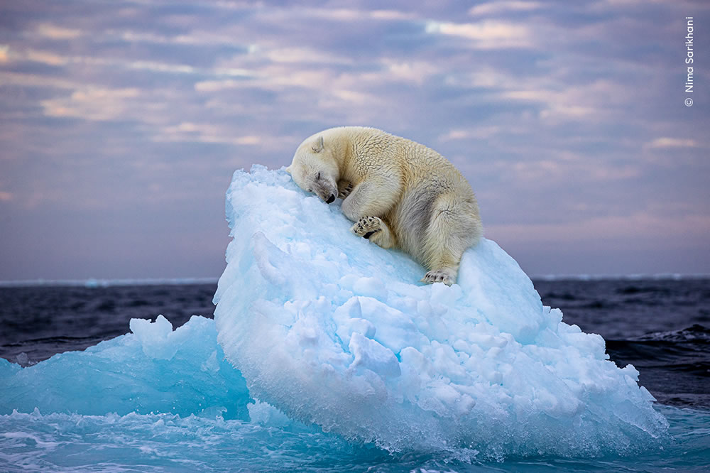 People's Choice Shortlisted Photos Of Wildlife Photographer Of The Year 2023 » Design You Trust - Vimarsana News