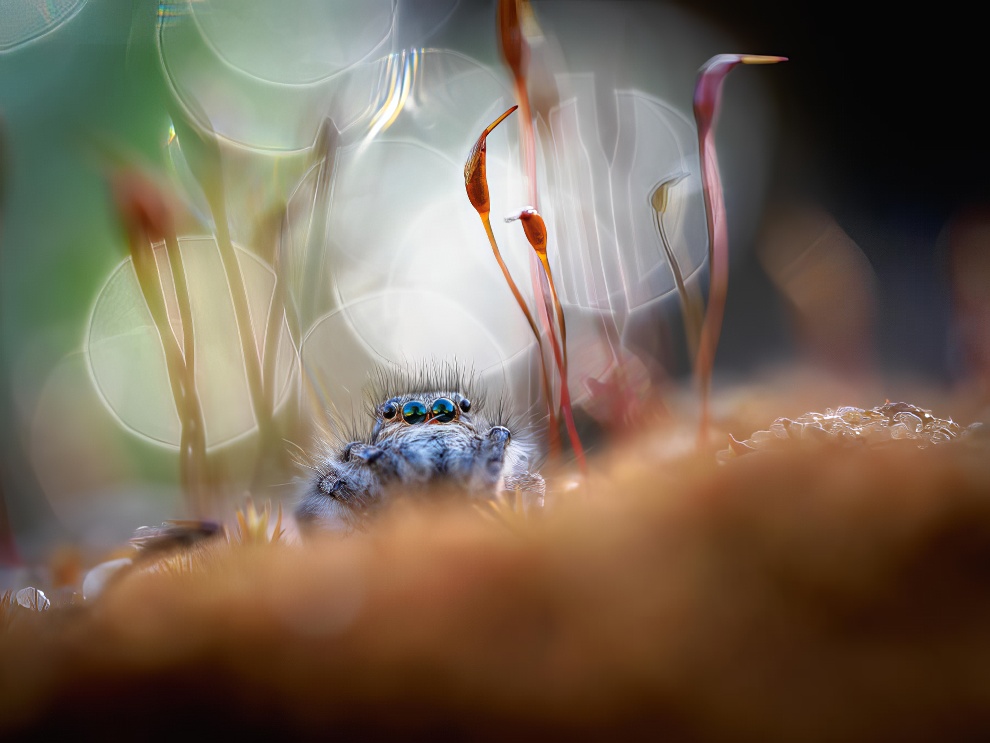 The Nature Photography Contest Winners 05