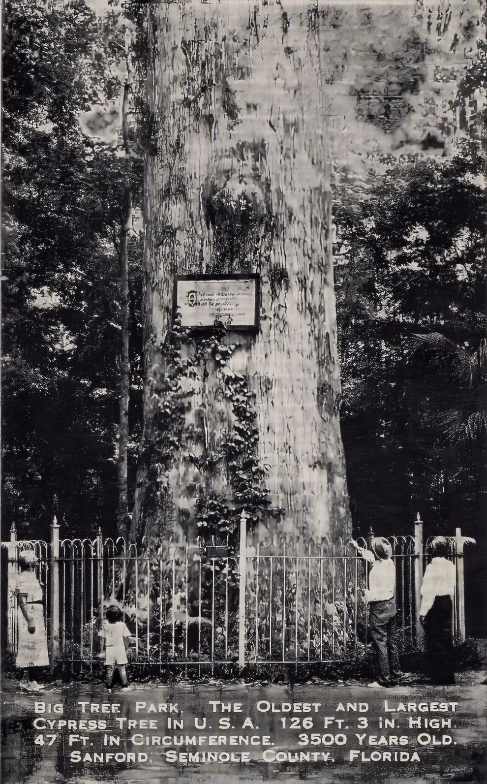 Vintage Big Trees 13 