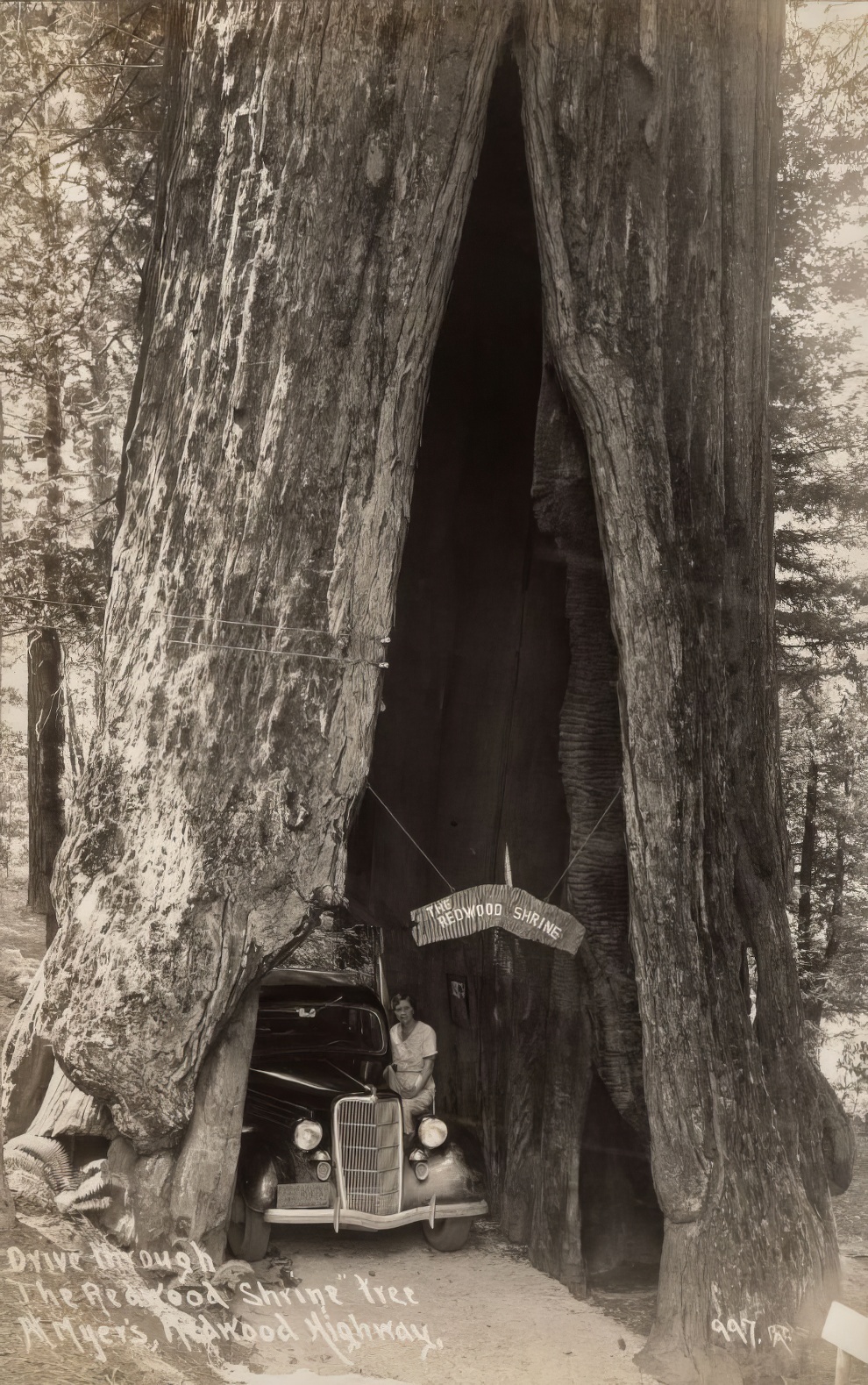 Vintage Big Trees 15 